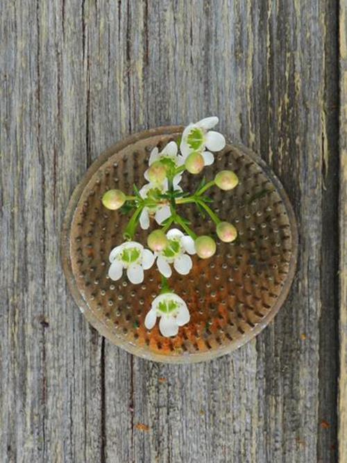 WHITE WAXFLOWER